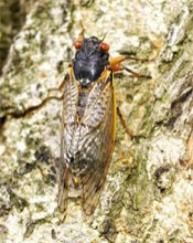 Periodic Cicadas Will Emerge In 16 States In 2004