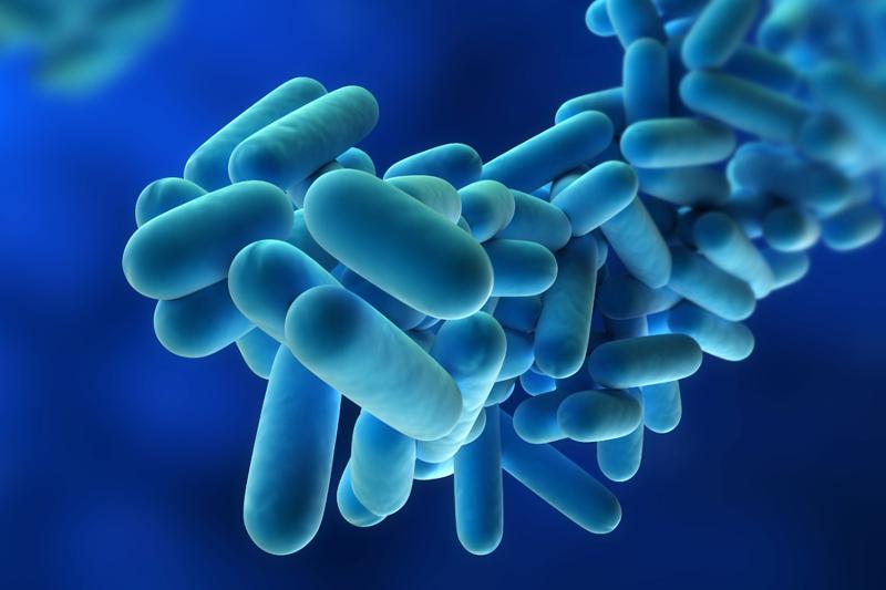 legionella1